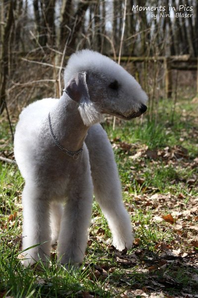 2010-04-02 Airis Blue Volshebny Svet (4).JPG